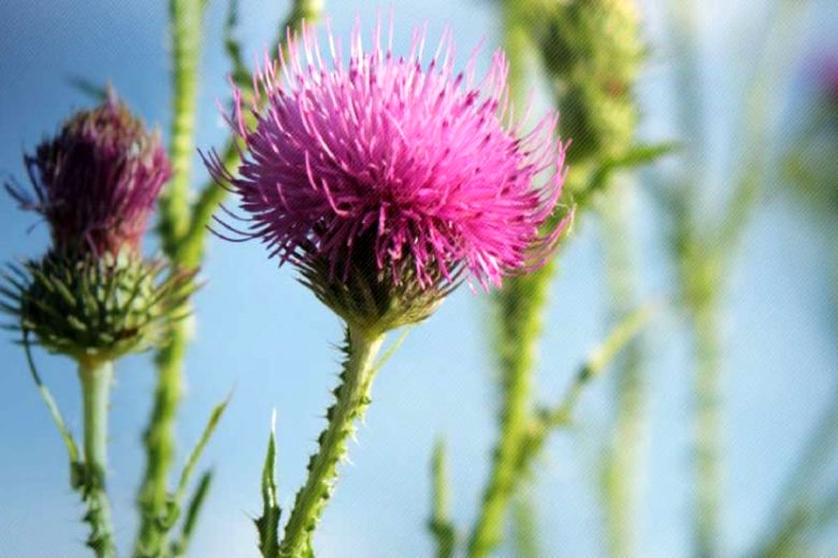 سم زدایی کبد فقط با این گیاه