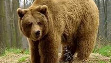 حمله خونین خرس به یک مرد در یاسوج / تصادف زنجیره ای مرگبار 5 خودرو در جاده پل مختار