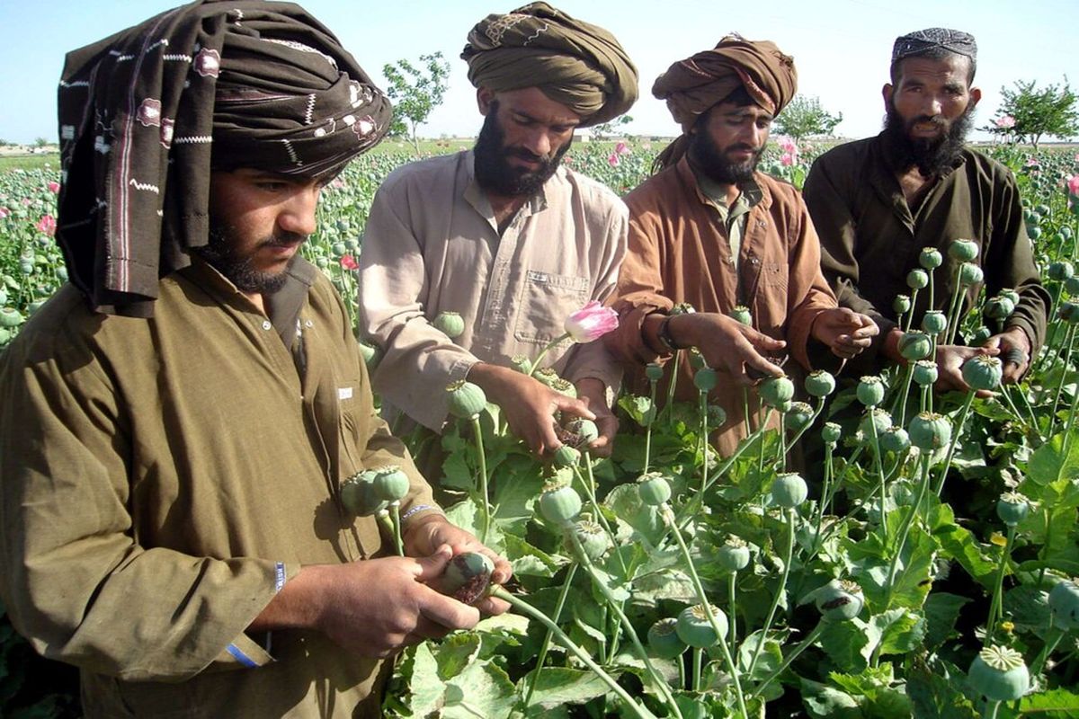 حجم غیرقابل باور صادرات تریاک خالص به جهان توسط افغانستان