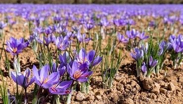 ورود زعفران نو به بازار از ۱۵ روز دیگر
