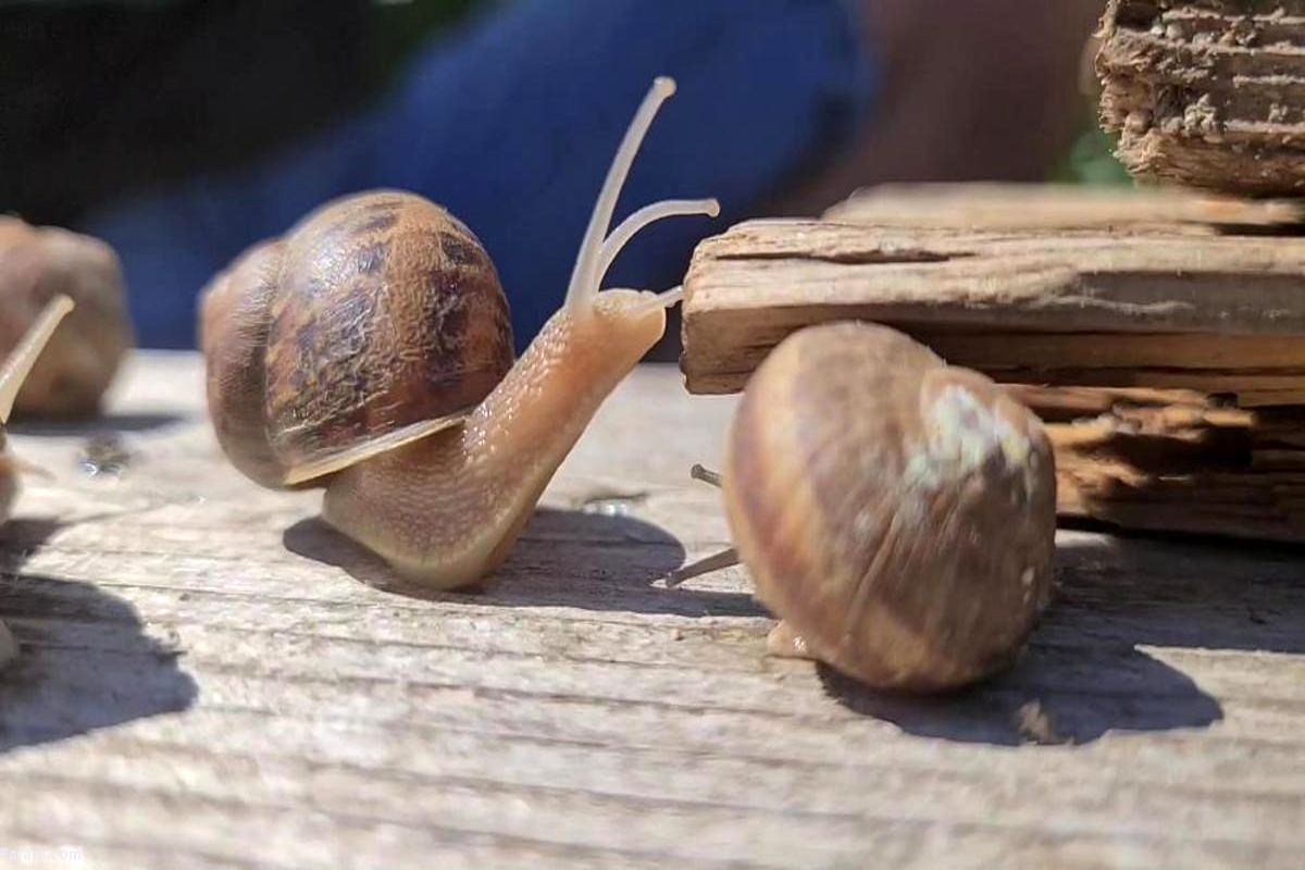 خرید و فروش عجیب بچه حلزون با قیمت نجومی!