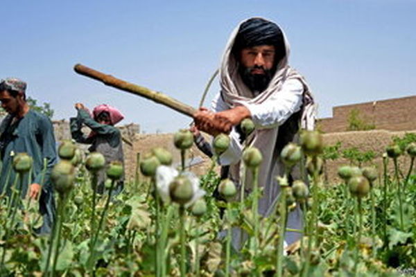 تریاک گران شد